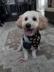 Lost Male Dog last seen Birchwood park crescent, Jericho ny, Jericho, NY 11753