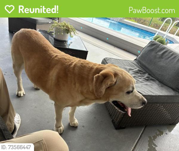 Reunited Male Dog last seen Olympia Heights, Olympia Heights, FL 33165