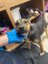 Shelter Stray Female Dog last seen W Fremont St & N Madison St, Stockton, CA 95203, USA, 1575 S Lincoln St, Stockton, CA 95206, USA