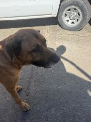 Shelter Stray Male Dog last seen Near E Washington St, Stockton, CA 95205, USA, 1575 S Lincoln St, Stockton, CA 95206, USA
