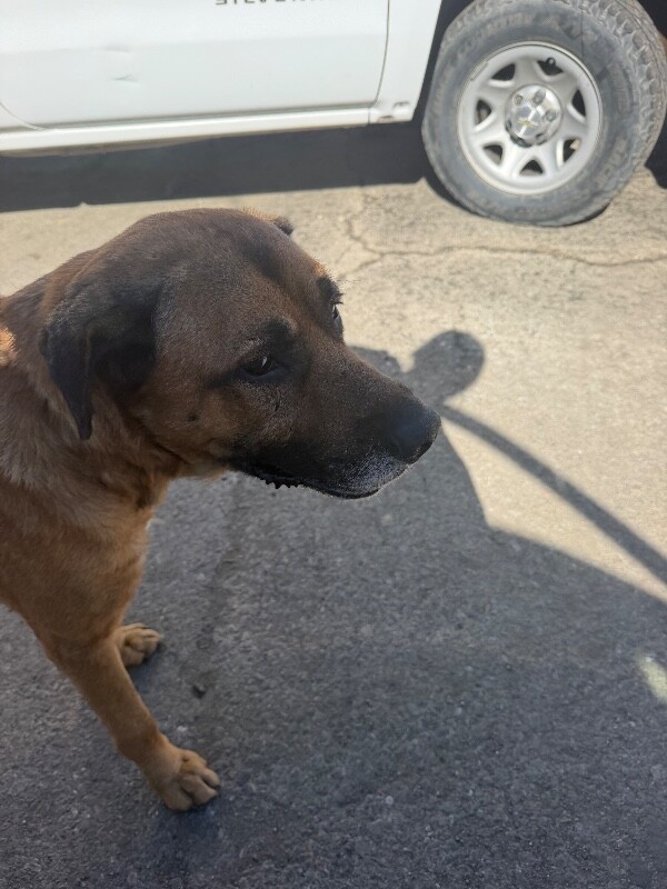 Shelter Stray Male Dog last seen Near E Washington St, Stockton, CA 95205, USA, 1575 S Lincoln St, Stockton, CA 95206, USA