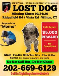 Lost Male Dog last seen Keeler ridge & Ridgefield rd, Wilton, CT 06897