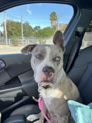 Found/Stray Female Dog last seen Downtown San Jose, San Jose, CA 95111