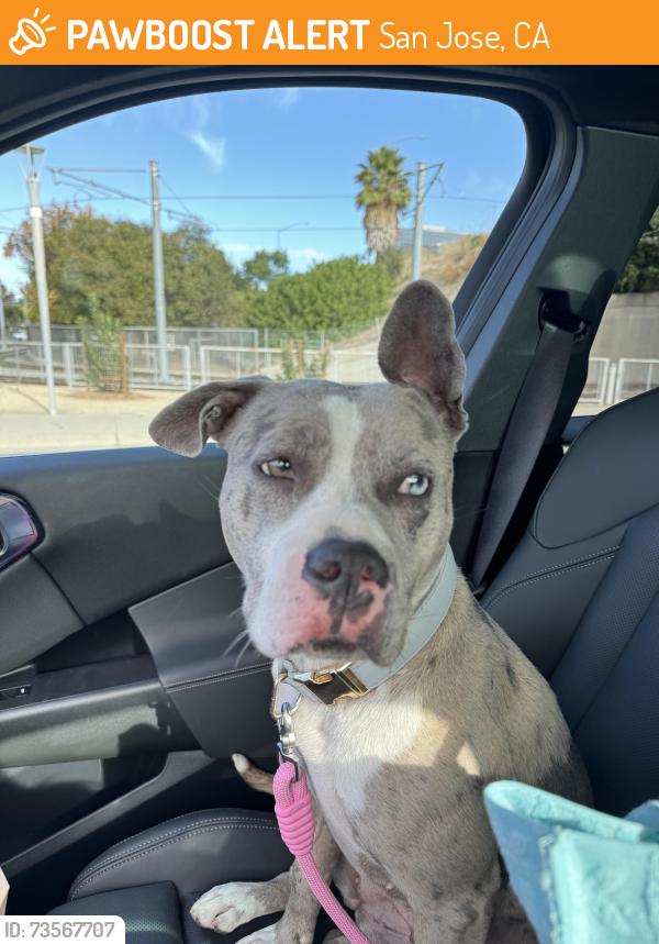 Found/Stray Female Dog last seen Downtown San Jose, San Jose, CA 95111