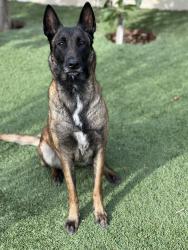 Lost Female Dog last seen Clark & Carson, Long Beach, CA 90808
