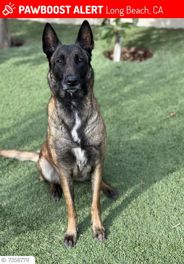 Lost Female Dog last seen Clark & Carson, Long Beach, CA 90808