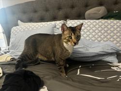 Reunited Male Cat last seen Norwood & Alexander, Deltona, FL 32725