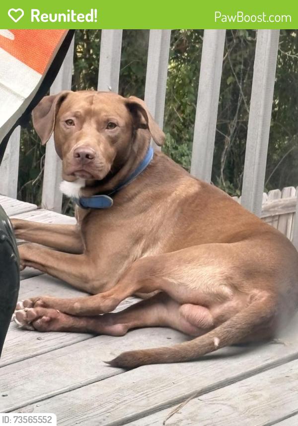 Reunited Male Dog last seen Brenston place, Clayton County, GA 30294