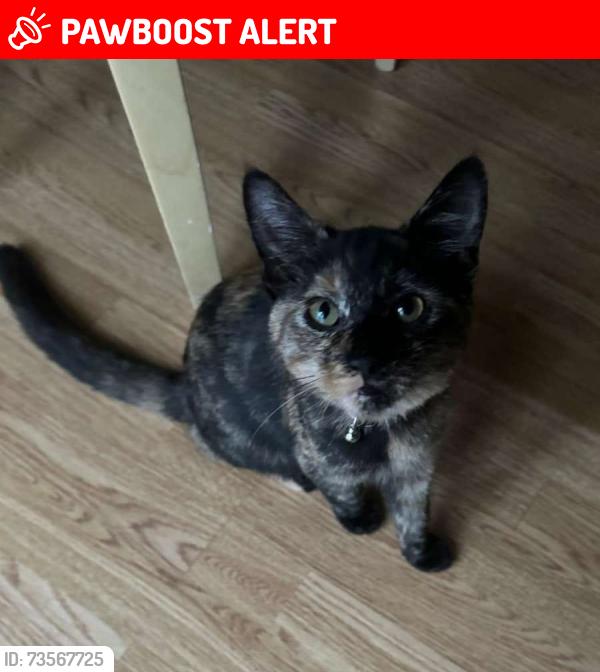 Lost Female Cat last seen Near atherton road, Greater London, England IG5 0PF