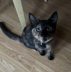 Lost Female Cat last seen Near atherton road, Greater London, England IG5 0PF
