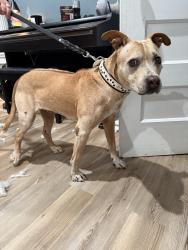 Reunited Female Dog last seen Ocean ave, Jersey City, NJ 07305