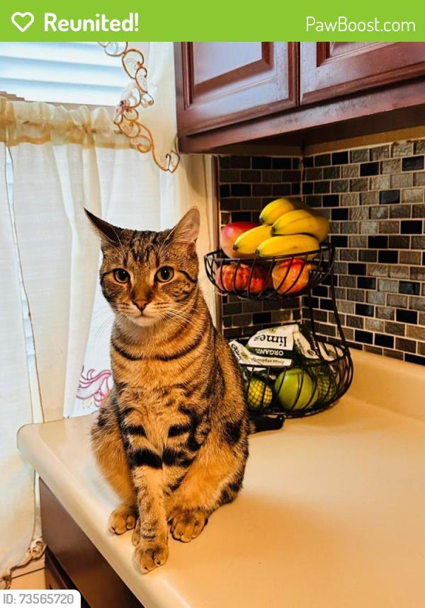 Reunited Male Cat last seen 93rd St and 30th Ave, Queens, NY 11369