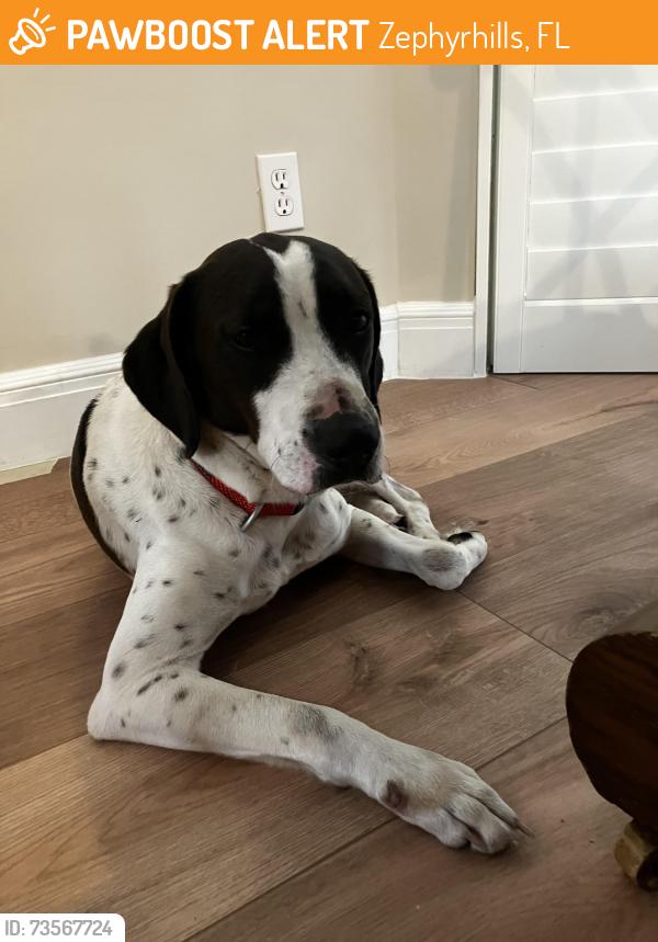 Found/Stray Unknown Dog last seen Near Airport in Zephyrhills, Zephyrhills, FL 33542