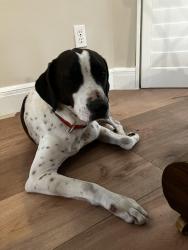 Found/Stray Unknown Dog last seen Near Airport in Zephyrhills, Zephyrhills, FL 33542