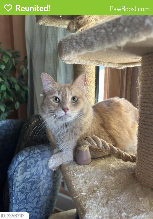 Reunited Unknown Cat last seen Near West Gilman St, Madison, WI 53703