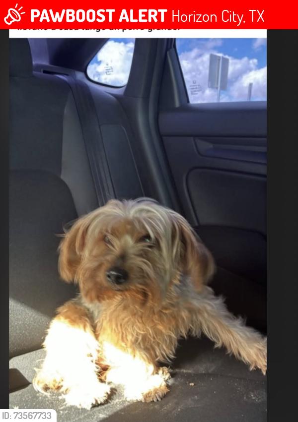 Lost Female Dog last seen Darrington Roslyn, Horizon City, TX 79928