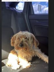 Lost Female Dog last seen Darrington Roslyn, Horizon City, TX 79928