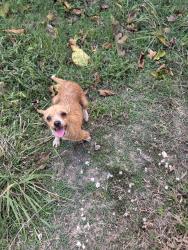 Found/Stray Female Dog last seen Commonwealth Circle and Dover Drive, Waxahachie, TX 75165