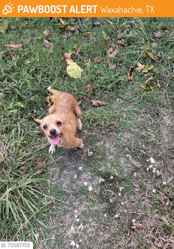 Found/Stray Female Dog last seen Commonwealth Circle and Dover Drive, Waxahachie, TX 75165