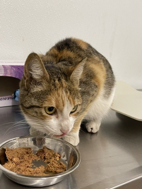 Shelter Stray Female Cat last seen AT SHELTER, 16 Barnes Ct, Hayward, CA 94544, USA