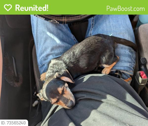 Reunited Male Dog last seen Salem MAPCO Lester Alabama, AL-99, AL 35647