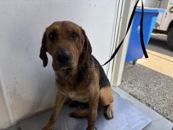Shelter Stray Male Dog last seen AVE 178, PORTERVILLE, CA, Visalia, CA 93292, USA