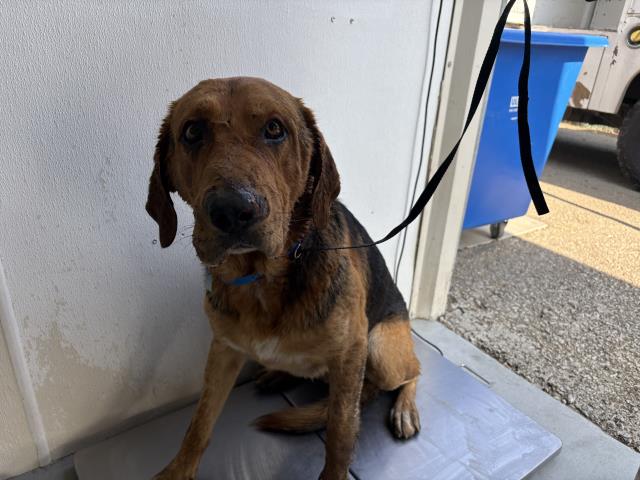 Shelter Stray Male Dog last seen AVE 178, PORTERVILLE, CA, Visalia, CA 93292, USA