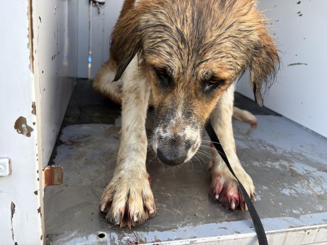 Shelter Stray Female Dog last seen AVE 178, PORTERVILLE, CA, Visalia, CA 93292, USA