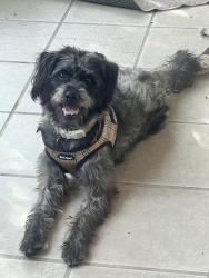 Found/Stray Male Dog last seen Matlock rd, Arlington, TX 76018