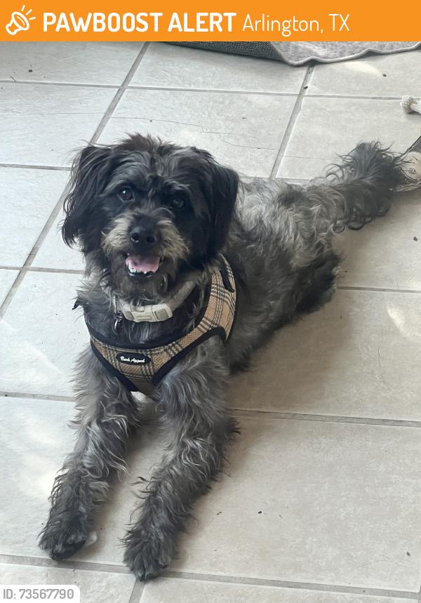 Found/Stray Male Dog last seen Matlock rd, Arlington, TX 76018