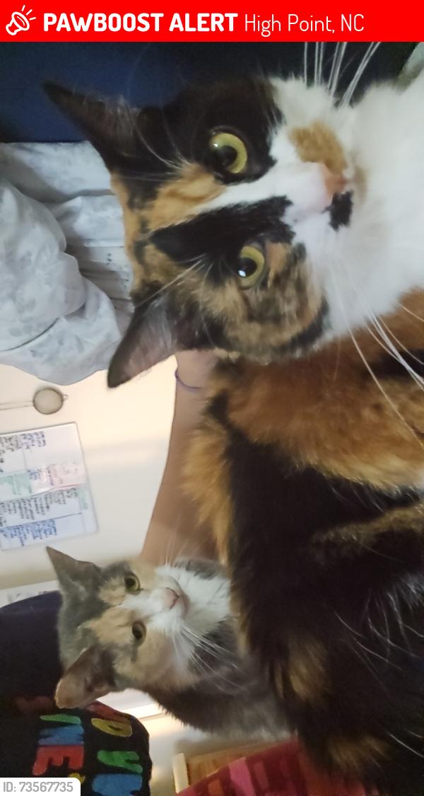 Lost Female Cat last seen Dorothy Street/English Road, Pantry Shop 4 Gas Station and Convenience, High Point, NC 27262