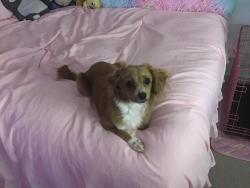 Reunited Female Dog last seen Near Cheshire Dr, Patterson, CA 95363, USA, Patterson, CA 95363