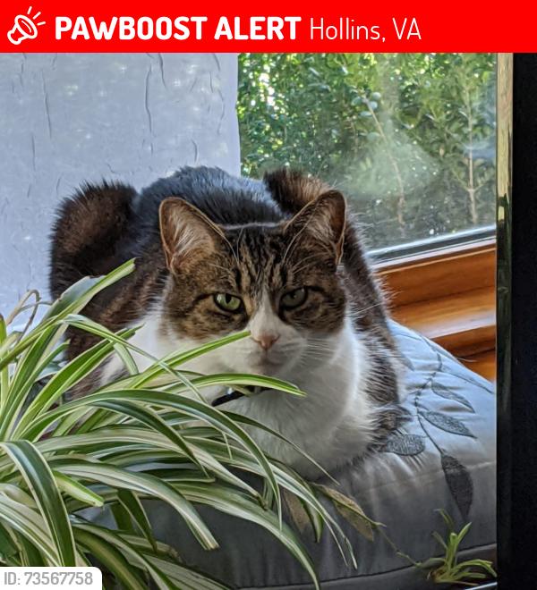 Lost Female Cat last seen Plantation Rd/ Keaton Dr, Hollins, VA 24019
