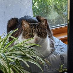 Lost Female Cat last seen Plantation Rd/ Keaton Dr, Hollins, VA 24019