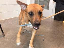 Shelter Stray Male Dog last seen CR 445 & NFS 445-10.2 ASTOR, 12280 County Rd 448, Tavares, FL 32778, USA