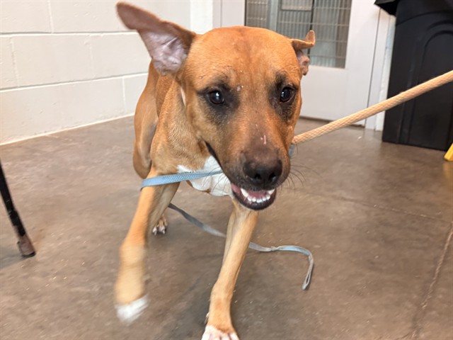 Shelter Stray Male Dog last seen CR 445 & NFS 445-10.2 ASTOR, 12280 County Rd 448, Tavares, FL 32778, USA