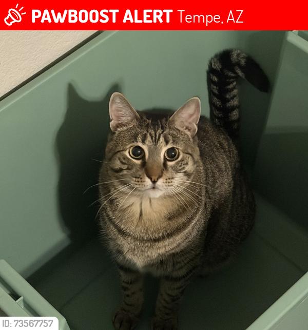 Lost Male Cat last seen S Kyrene and W Grove Pkwy, Tempe, AZ 85283