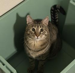Lost Male Cat last seen S Kyrene and W Grove Pkwy, Tempe, AZ 85283