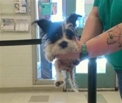 Shelter Stray Female Dog last seen , 2811 SE 29th St, Oklahoma City, OK 73129, USA