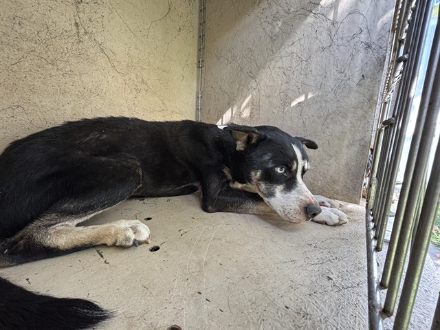 Shelter Stray Male Dog last seen Near BLOCK NW 82ND ST, OKLAHOMA CITY OK 73114, 2811 SE 29th St, Oklahoma City, OK 73129, USA