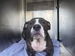 Shelter Stray Female Dog last seen Near BLOCK RANCHO DR, OKLAHOMA CITY OK 73119, 2811 SE 29th St, Oklahoma City, OK 73129, USA