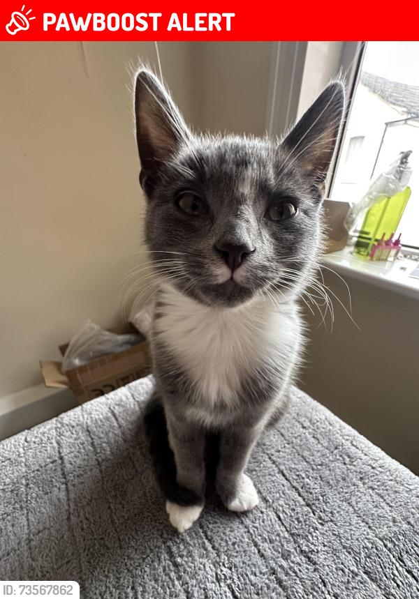 Lost Female Cat last seen Near brunts street mansfield, Nottinghamshire, England NG18 1AX