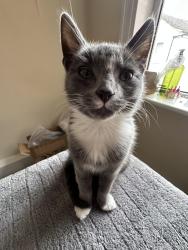 Lost Female Cat last seen Near brunts street mansfield, Nottinghamshire, England NG18 1AX