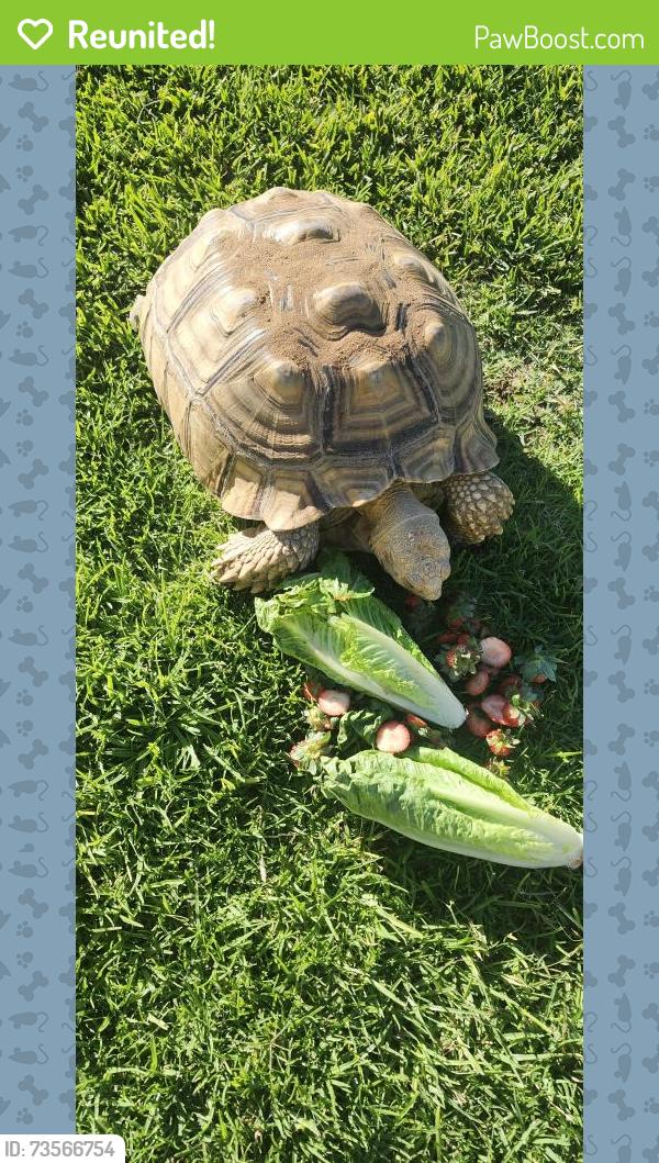 Reunited Female Reptile last seen Covello and Maverick, Near Pat Merritt Dog park, Riverside, CA 92509