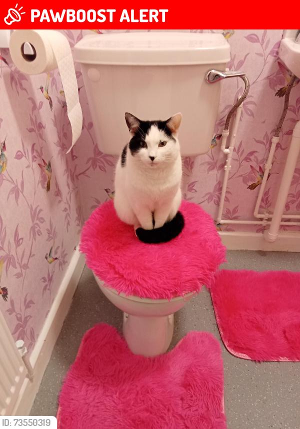 Lost Female Cat last seen Lister road est, Warwickshire, England 