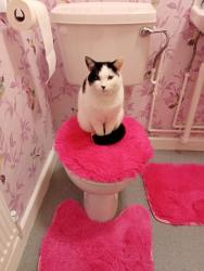 Lost Female Cat last seen Lister road est, Warwickshire, England 