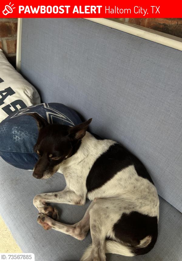 Lost Male Dog last seen Harris Ln by the shell, Haltom City, TX 76117