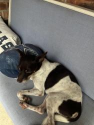 Lost Male Dog last seen Harris Ln by the shell, Haltom City, TX 76117