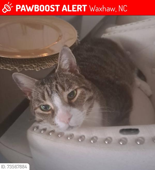 Lost Female Cat last seen hickory Nut Ct, Waxhaw, NC 28173