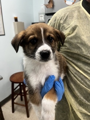 Shelter Stray Male Dog last seen , Biloxi, MS, 2615 25th Ave, Gulfport, MS 39501, USA